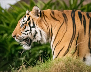 Majestic Male Tiger chillin in his habitat