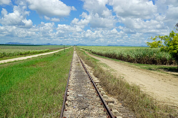 Naklejka premium sugar cane fields in the dominican republic