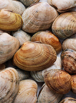 A pile of littleneck clams on display on white marble background