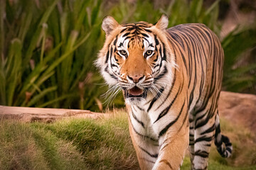Fototapeta na wymiar Majestic Male Tiger chillin in his habitat