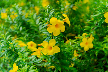 Yellow exotic flowers on a bush. Filmed in October in Nha Trang, Vietnam. 