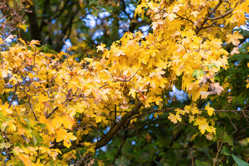 Branch with colorful autumn leaves. Branches of autumn trees.
