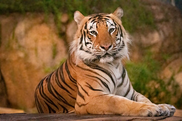 Majestic Male Tiger chillin in his habitat