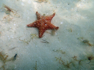 starfish in the waters of the caribbean sea