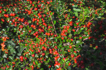 Background with small red fruits with green leaves. Wild fruits.