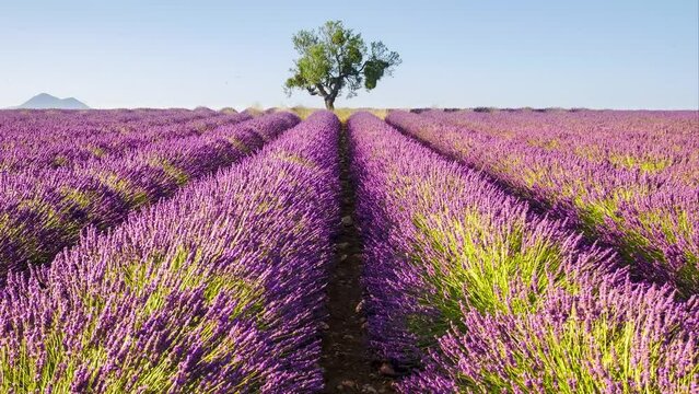 Time lapse of wind Moving Laverder field harvest. Moving Tree and flying bees - amazing rural Nature landscape backgrounds from Provence, France