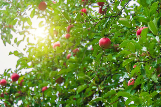 Red Ripe Apples Hang On Tree Branches