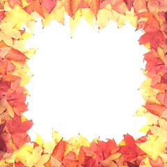 feuilles d'érable, couleurs d'automne. Bannière ou cadre sur fond blanc