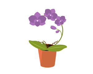 Purple orchid in a pot. Home plant (flower). Vector icon