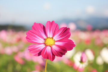秋桜。凛として。