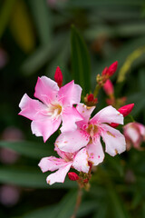 Beautiful blooming oleander flower in the park