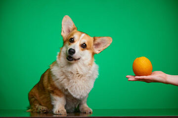 Hungry cute dog corgi is waiting for a delicious orange from the owner. Dogs love citrus fruits. Healthy lifestyle, detoxification concept. Taking care of pets.