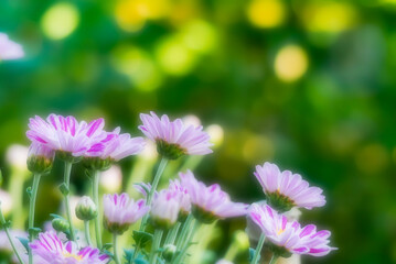 Obraz premium 秋の公園で花のある風景