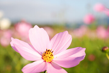 Fototapeta premium 秋桜。凛として。