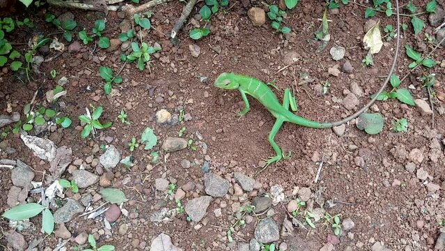 common garden green lizard digging the ground for laying eggs, calotes calotes