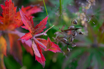 Vibrant red autumn leaves in Thingvellir National Park in west Iceland
