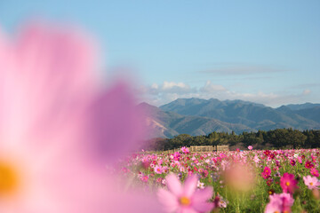 Obraz premium 秋桜。凛として。