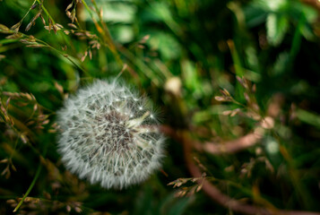 A giant dandelion, seen in west Iceland in the summer