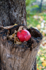 red apple lying on the tree