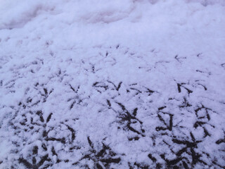 Footprints (prints) of birds ' paws (pigeons) on the freshly fallen snow, on the asphalt.
