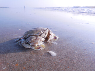 A large crab on the beach sand, against the background of the surf waves.