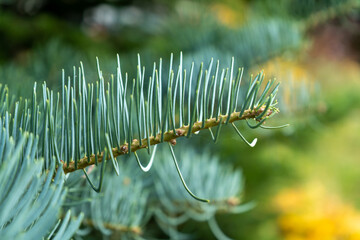 christmas tree branch