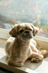 shih tzu lying on the windowsill by the window on a sunny autumn day