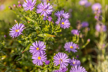 Obraz premium Wiese mit blühenden Blumen und Insekten im Herbst