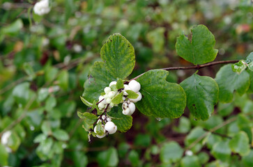 Flowers, detail, fruits: Snowberry, Symphoricarpos albus