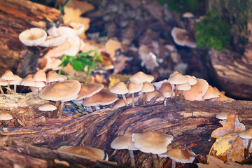a cluster of wild mushrooms on a forest floor in autumn