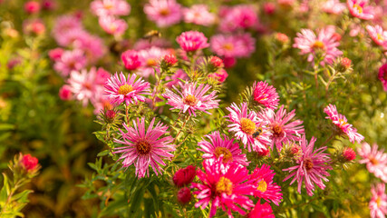 Wiese mit blühenden Blumen und Insekten im Herbst