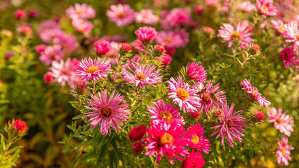 Obraz premium Wiese mit blühenden Blumen und Insekten im Herbst