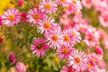 Wiese mit blühenden Blumen und Insekten im Herbst