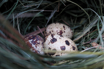 Close up of three white bird egg inside natural nest with dark blotch color
