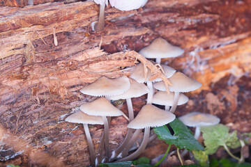 a cluster of wild mushrooms on a forest floor in autumn