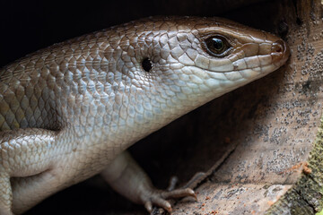 bearded dragon lizard