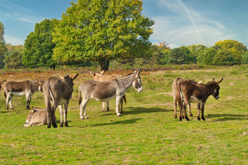 donkey on a pasture in autumn with sunshine - Powered by Adobe