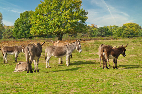 donkey on a pasture in autumn with sunshine