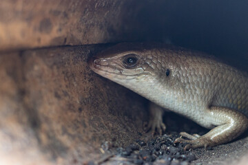 lizard on a rock