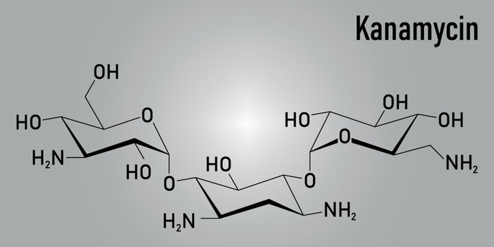 Kanamycin antibiotic drug molecule (aminoglycoside). Skeletal formula.