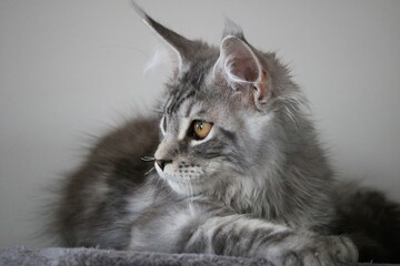 maine coon