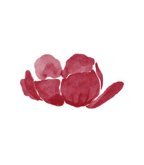 red wild rose flower watercolor illustration