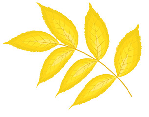 Ash-Tree Leaf
