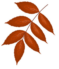 Ash-Tree Leaf