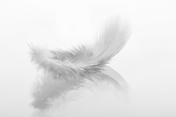 Obraz premium Feder - Trauer