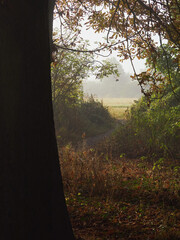 Autumn&rsquo;s arrival - sunbeams cut through heavy woodland mist to reveal a rich carpet of leaf litter and an inviting, golden path to a clearing.