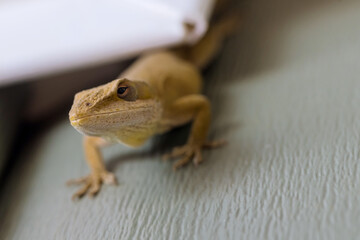 Lizard sitting on plastic wall in house