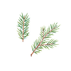 A branch of a Christmas tree on a white background. Watercolor illustration of pine needles, cedar,...