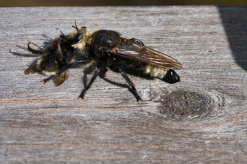Yellow murder fly or yellow robber fly with a bumblebee as prey. Insect is sucked