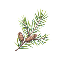 Obraz premium A branch of a Christmas tree with cones on a white background. Watercolor illustration of pine needles, cedar, spruce. Tree branches are suitable for invitations, packages, design elements, printing.